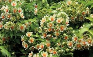 Ora-pro-nóbis (Pereskia aculeata)