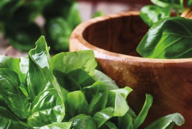 Fresh green basil in olive mortar with pestle, vintage wooden ba
